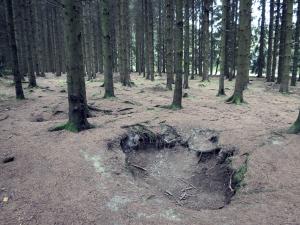 Numerous foxholes of the 101st Easy Company in Jack Woods