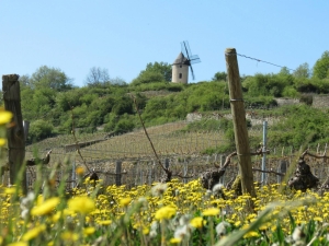 Burgundy countryside vineyards private wine tour from Paris