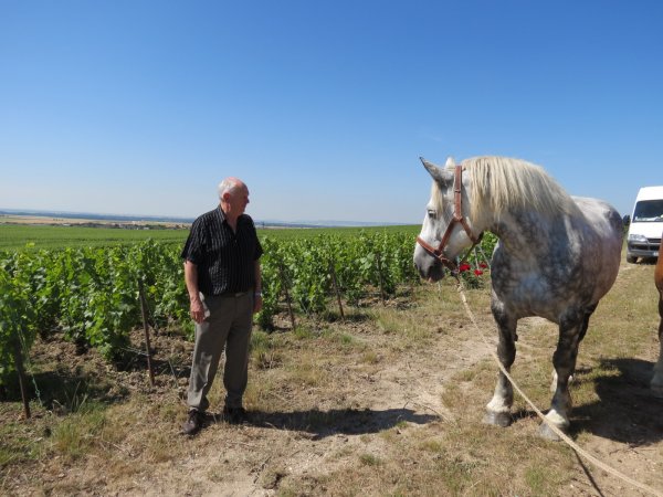 Small Champagne producer organic vineyards private wine tour