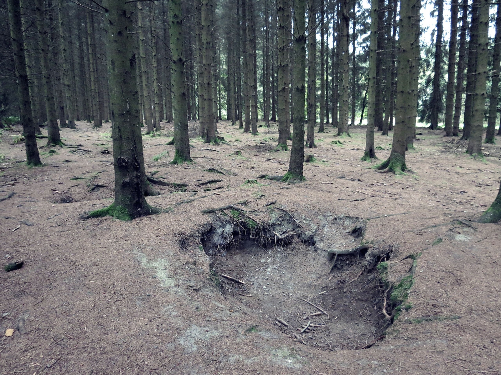 Foxholes of the Easy Company next to Bastogne